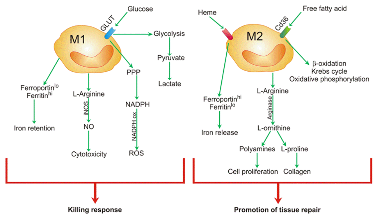 Macrophage M2 Polarization